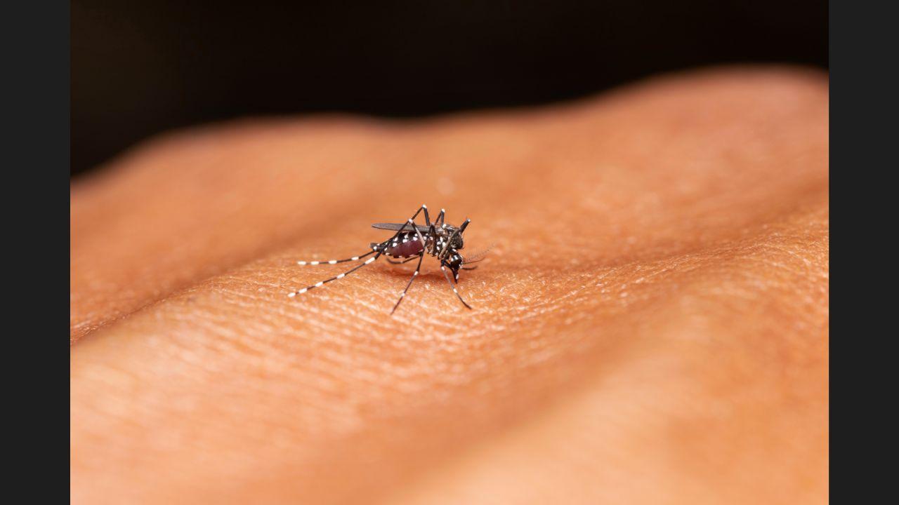 Explained: Why Malaria spikes during the monsoon; causes, symptoms, prevention